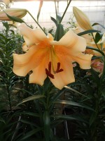 [4142 Eudoxia No402.JPG]